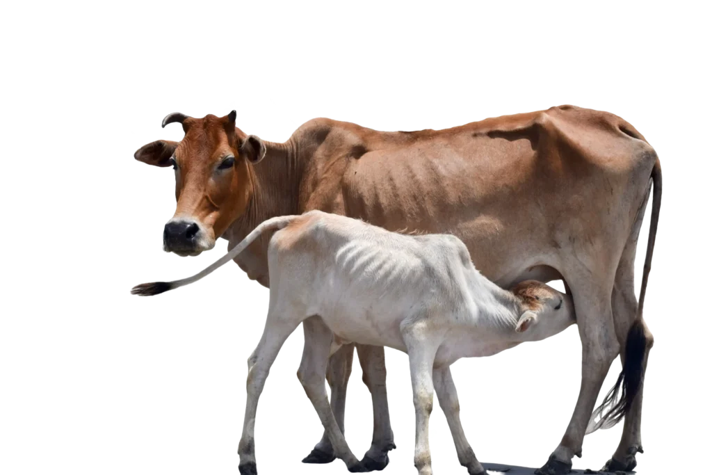 Odechha Pharmaceuticals Veterinary Medicines for Livestock